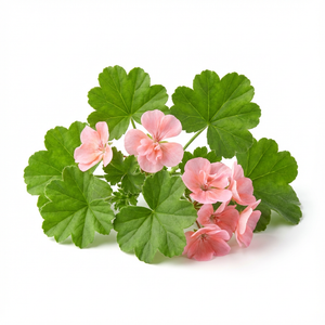 Geranium
