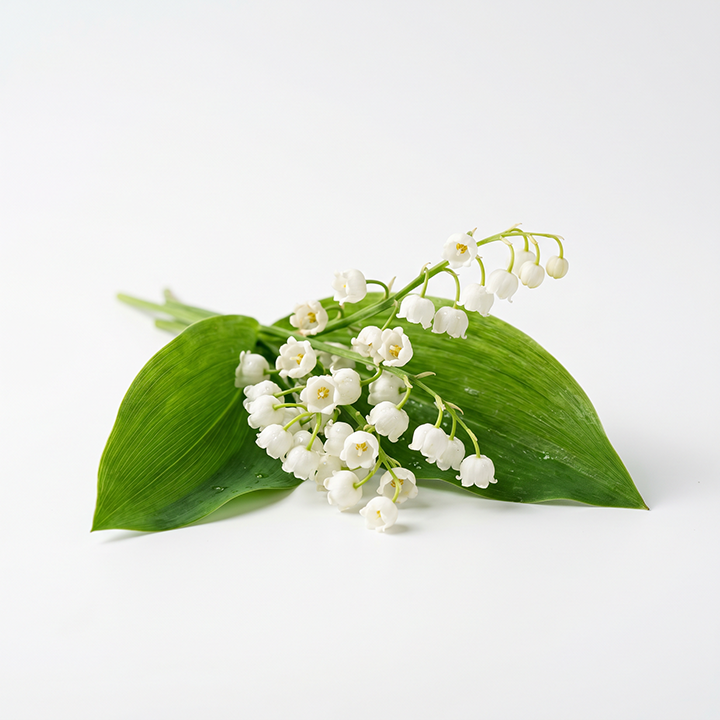 Lily of the Valley