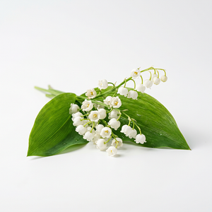 Lily of the valley