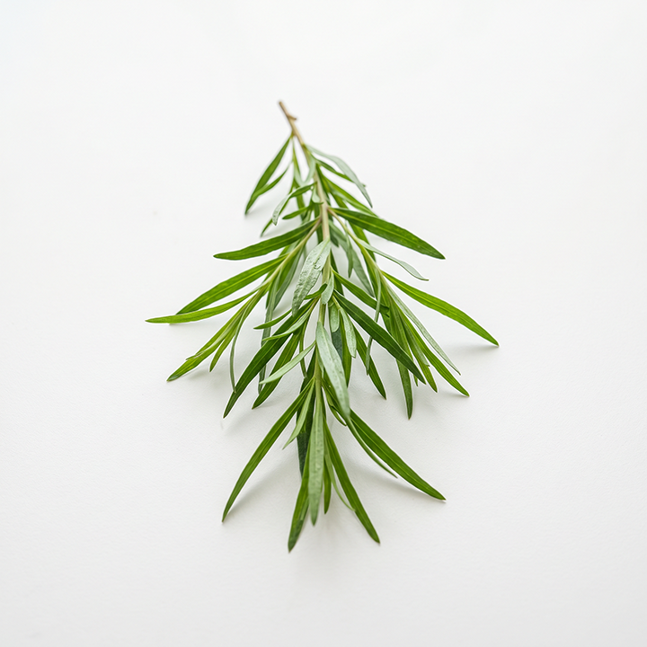 Tarragon