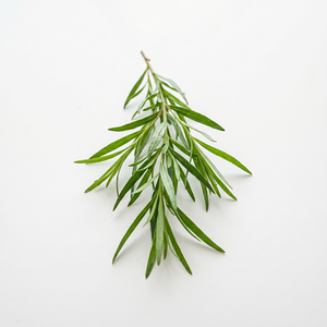 Tarragon