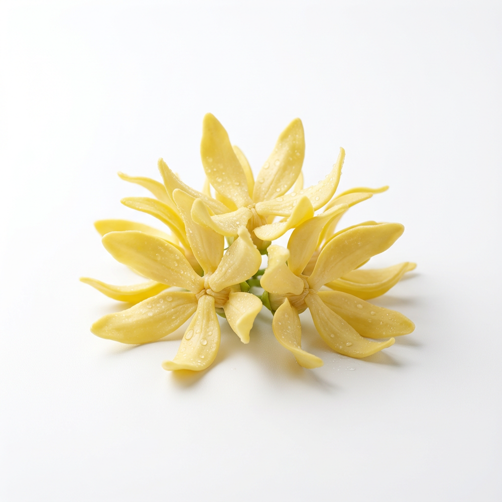 Ylang Ylang